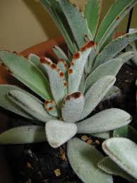 Image result for Kalanchoe hametiorum