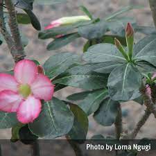 The plant is known to contain potent toxins which if ingested in large amounts can turn out to be lethal. Desert Rose Adenium Obesum Queensland Poisons Information Centre