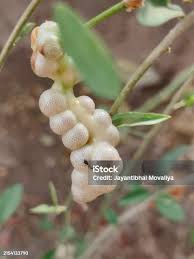 Image result for Maerua aethiopica