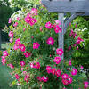 We ship mondays only straight from our upper michigan licensed nursery. 1