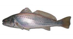 How To Catch Fish | Mulloway | Get Fishing