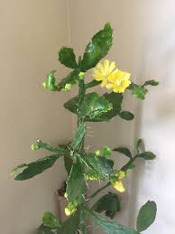 Image result for Brasiliopuntia