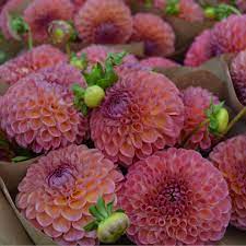 Pin On Dahlias A Few Other Flowers