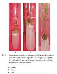 Image result for Cyamopsis serrata