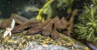 The bulldog frog is considered a specialty in some countries because this is these are like wrigglers if alive, and will leave the net. What Do Tadpoles Eat In The Wild And As Pets Pet Keen