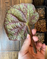 Image result for Elaphoglossum lancifolium