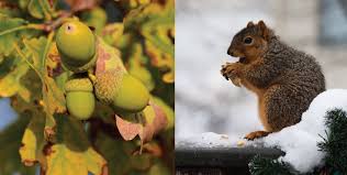 Carbohydrates are formed by green plants from carbon dioxide and water during the process of photosynthesis. 2 6 1 Metabolism Of Carbohydrates Biology Libretexts