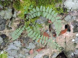 Image result for Asplenium
