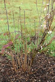 Learn how to kill bamboo and its roots and rhizomes, permanently! Bamboo Control Rhs Gardening