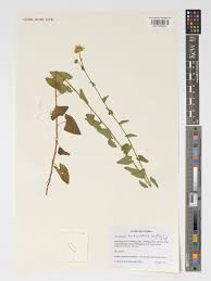 Image result for Anisopappus chinensis