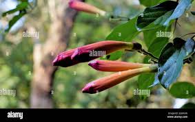 Image result for Amphilophium