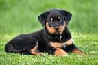 Good Dog: Find the Dog of Your Dreams from Good Breeders ...