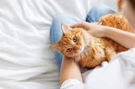 Why Are Orange Tabby Cats So Affectionate