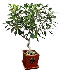 Ficus Retusa A Bonsai That Is Easy To Care For Great For The Home Long Life