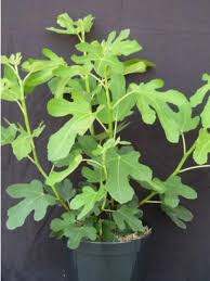 Résultat de recherche d'images pour ""ronde de bordeaux""