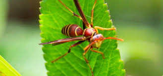 view rating and comments submitted at 07.03.2021. Bee Wasp Expert Removal Abc Pest Control Inc
