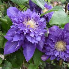 Как оформить заказ и оплатить? Clematis Vyvyan Pennell Palmstead