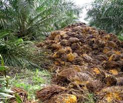 Tanya Dan Jawab Tentang Minyak Sawit Selamatkan Hutan Hujan