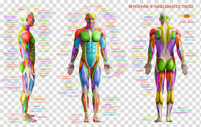 Human leg muscles diagram human leg muscle diagram anatomy body diagram. Body Muscles Anatomy Free Human Anatomy Transparent Background Png Clipart Hiclipart