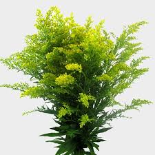 Hosting a party or event? Golden Solidago Wholesale Blooms By The Box
