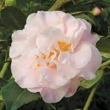 Pin On Plants Plants I Want To Buy