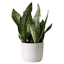 Planta Orquídea