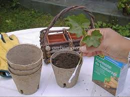 Livraison rapide et économies garanties. Hormones De Bouturage Comment Les Utiliser