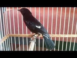 Harga burung decu termurah bisa anda dapatkan sekitar 80.000 sampai 100.000 rupiah, dan untuk harga decu yang sudah gacor bsia mencapai 350.000 rupiah. 14 15 Mb Burung Decu Gacor Ngerol Poll Ngobra Buka Sayap Download Lagu Mp3 Gratis Mp3 Dragon