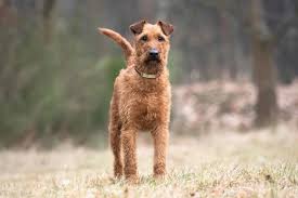 Image result for irský teriér