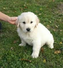 Golden retriever puppies english cream retrievers white puppies. Beautiful English Cream Golden Retriever Puppies For Sale In Patmos Ohio Classified Americanlisted Com