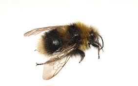 Image result for Bombus semenoviellus