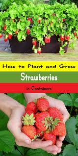 Walmart.com has been visited by 1m+ users in the past month Growing Strawberries In Containers