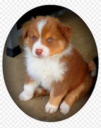 Check spelling or type a new query. Blue Merle Aussies Australian Shepherd Aussies Puppy Australian Shepherd Red Puppy Hd Png Download 1022x1251 3636841 Pngfind