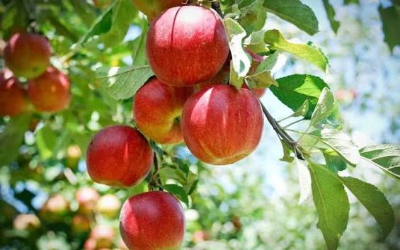 Harman-99 Apple