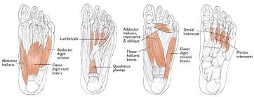 Synovitis, tenosynovitis, bursitis, and ganglion cysts) > congenital and developmental conditions ( eg.dysplasia, tarsal. Ankle And Foot Anatomy 2021 Orthofixar
