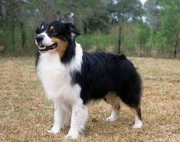 Australian Sheepdog Black And White Black White Australian Shepherd Australian Shepherd Dogs Australian Shepherd Aussie Dogs