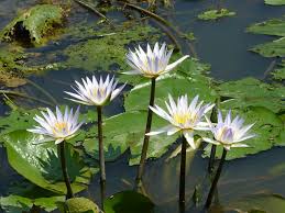 Image result for Nymphaea nouchali