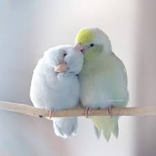 Birdie The Early Bird Funko Pop Freya Ever After Parrotlets In Love Bird Photography Fine Art Photography Wall Art Baby Parakeets Love Birds Animals