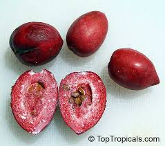 Maybe you would like to learn more about one of these? Carissa Macrocarpa Carissa Grandiflora Natal Plum Toptropicals Com