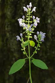 Image result for Scutellaria schweinfurthii