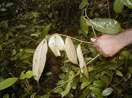 Image result for Afrostyrax