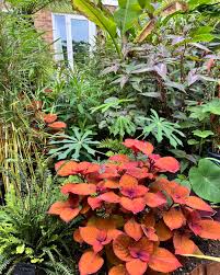 Image result for Coleus grandidentatus