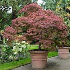 Check spelling or type a new query. Tamukeyama Weeping Laceleaf Japanese Maple Live Plant Etsy
