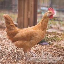 We carry the widest selection of rare and exotic breeds, and poutry supplies to assist homesteaders, small farmers, hobbyists and backyard flocks. Pin On Outdoor