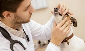 The 22 Most Common Health Problems in Jack Russells