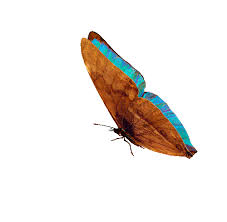 Papillons Page 2 Gif