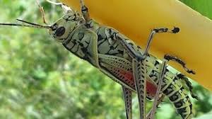 The eastern lubber grasshopper (romalea microptera (beauvois)) is a large colorful flightless grasshopper that often comes to the attention of florida homeowners. Giant Grasshopper Romalea Guttata In Florida Everglades Youtube