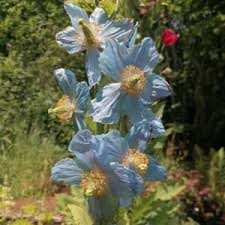 Image result for Meconopsis betonicifolia alba