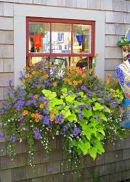 Check spelling or type a new query. Sweet Potato Vine By Carole Rockman Planting Flowers Window Box Nantucket Window Box
