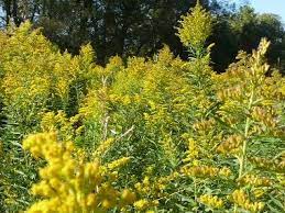 Goldenrod Pictures Flowers Leaves And Identification Leaf Identification Trees To Plant Fall Blooming Flowers